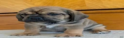 Puggle dogs for sale: Chase  - Ad 9