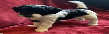 Gigi