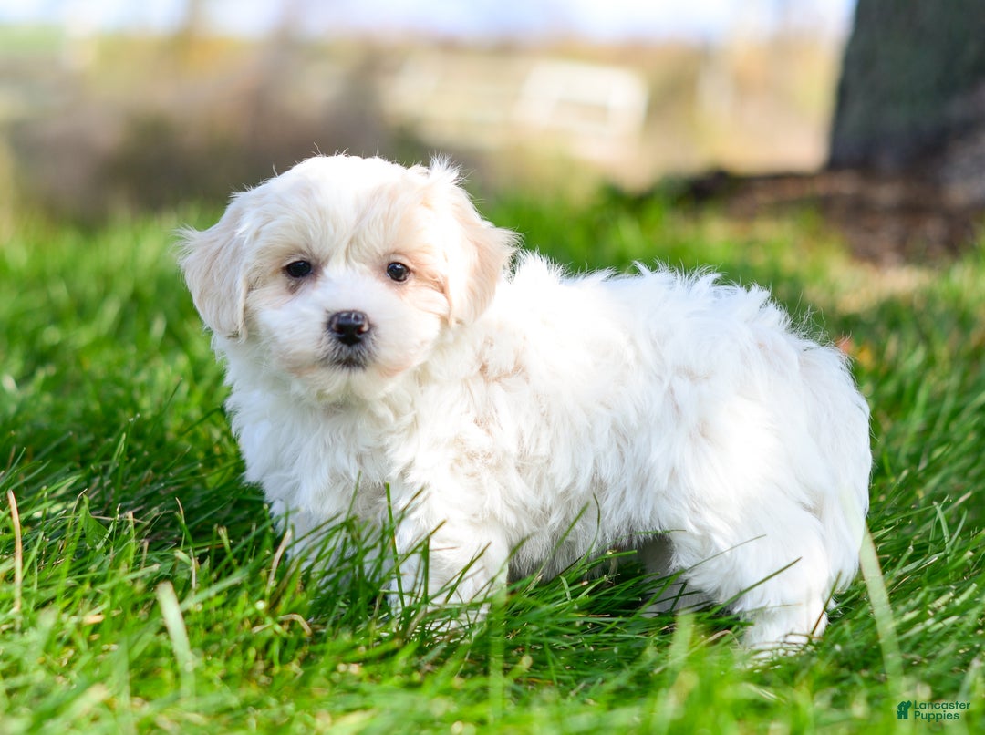 Teddy Bear dogs for sale: Fergus - Ad 2