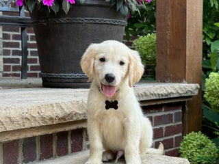 Golden Retriever dogs - Ad 35