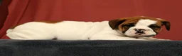 English Bulldog dogs for sale: Jasper - Ad 4