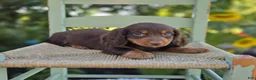 Miniature Dachshund dogs for sale: Rambo - Ad 3
