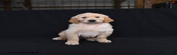 Golden Retriever dogs for sale: Remi   - Ad 3