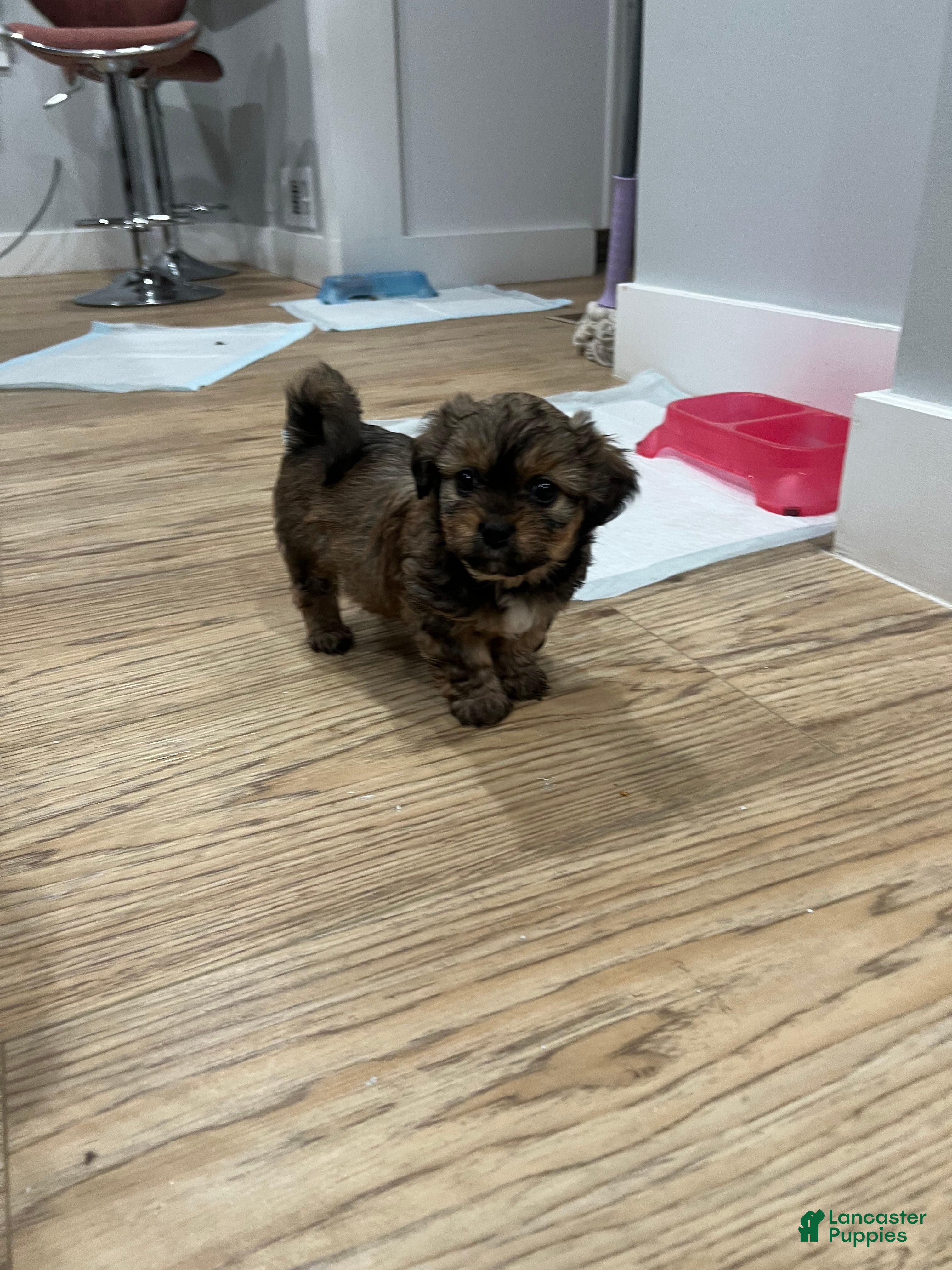 Morkie dogs Morkie Puppy 1 - Ad 5