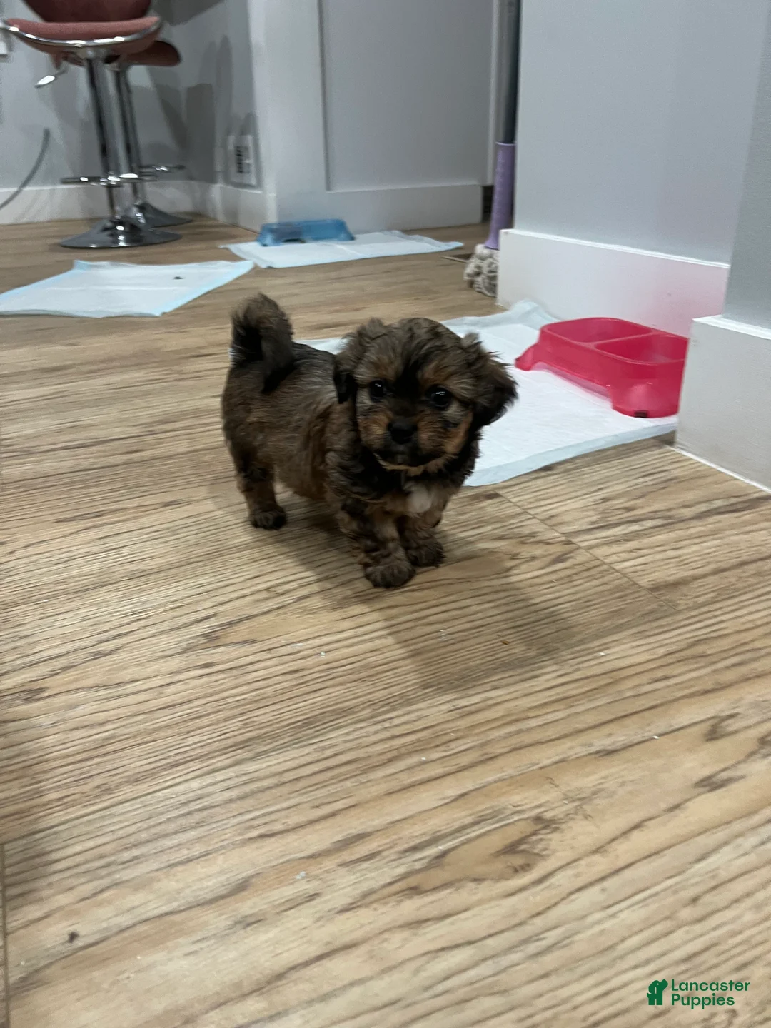 Morkie dogs for sale: Morkie Puppy 1 - Ad 1
