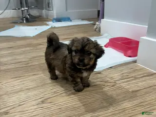 Morkie dogs Morkie Puppy 1 - Ad 5