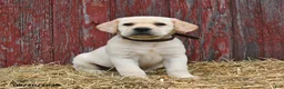 Labrador Retriever dogs for sale: Buddy - Ad 5
