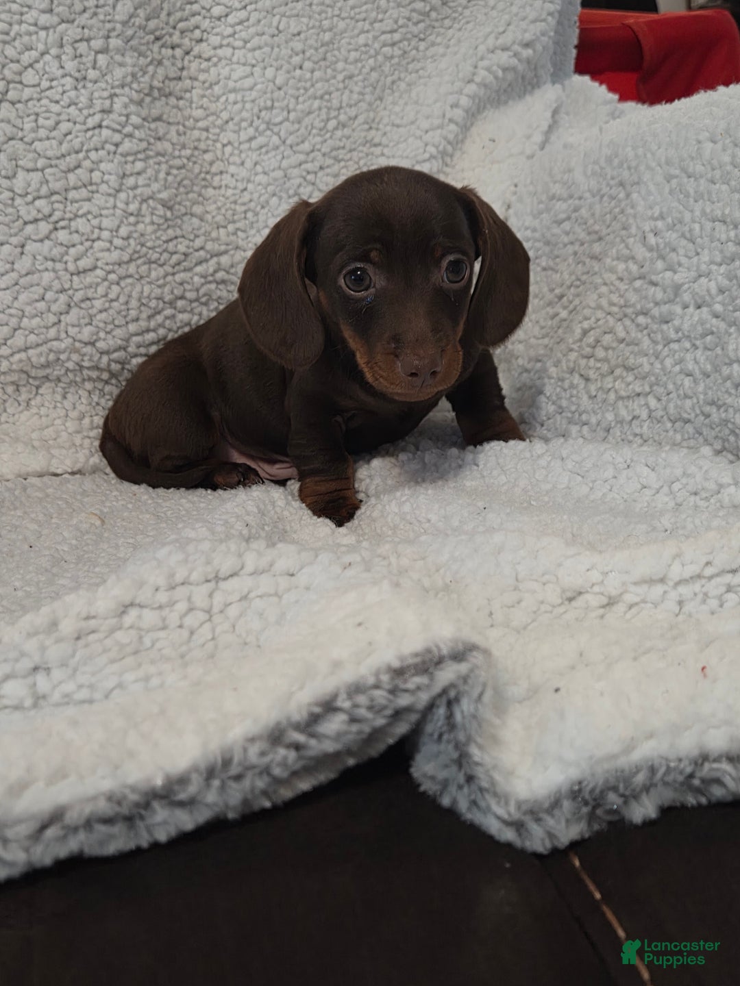 Miniature Dachshund dogs for sale: Miniature Dachshund Puppy 2 - Ad 4