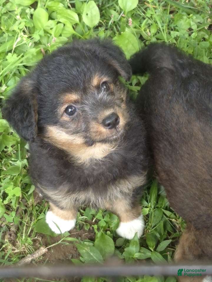 Corgipoo dogs Bella  - Ad 14