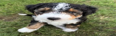 Bolt