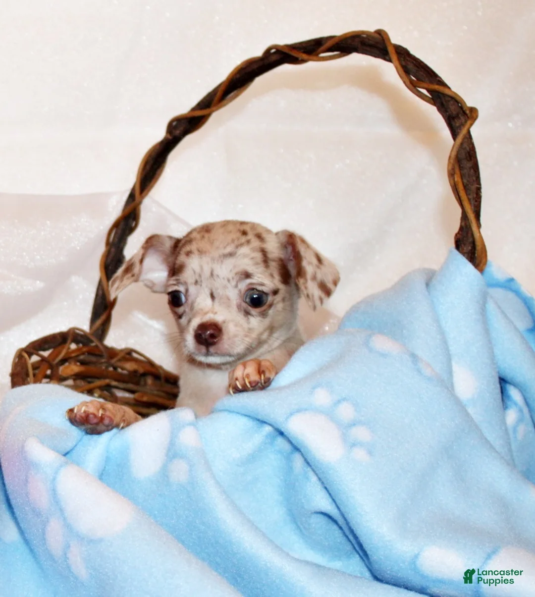 Chihuahua dogs for sale: Kairos - Ad 2