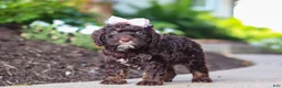 Cockapoo dogs for sale: Faye - Ad 4