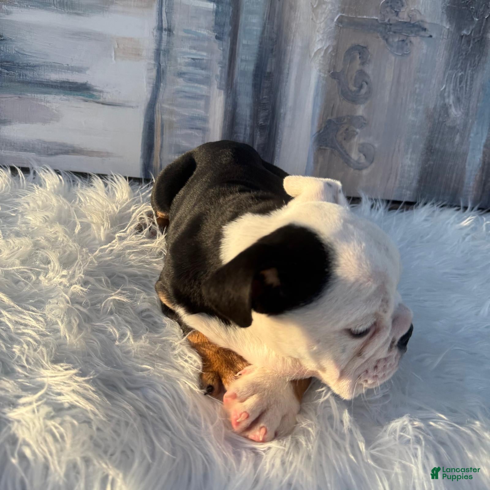 English Bulldog dogs Oreo - Ad 2