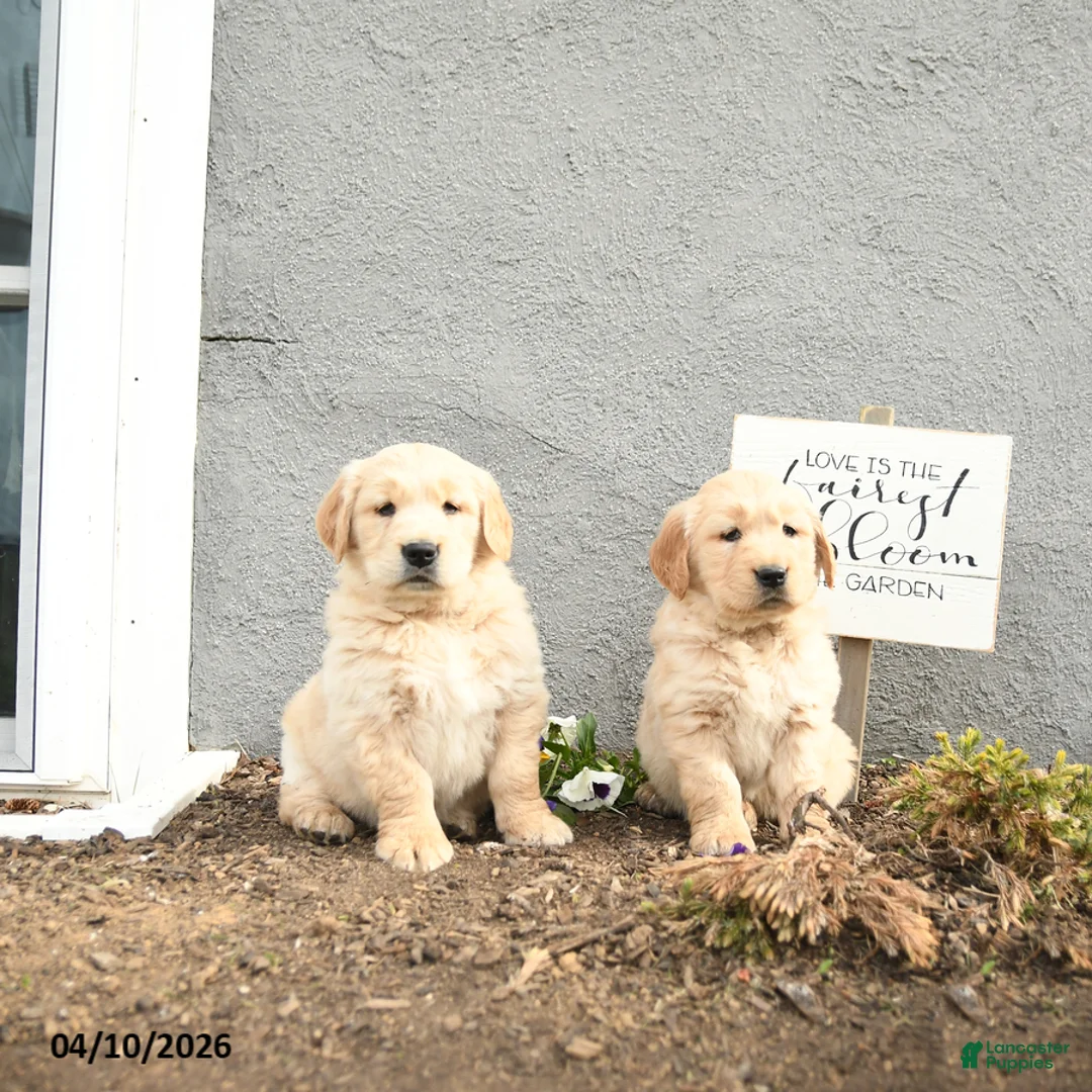 Golden Retriever dogs for sale: Cliffard - Ad 3