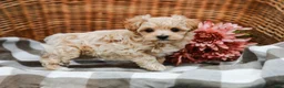 Maltipoo dogs for sale: Callie - Ad 6