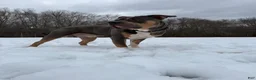 American Bully dogs for stud: Katos 1st litter - Ad 5