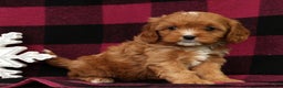 Cavapoo dogs for sale: Angel - Ad 5
