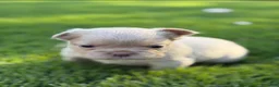 French Bulldog dogs for sale: Daisy - Ad 2