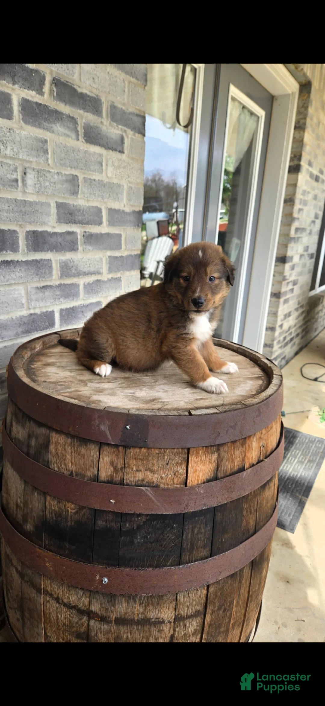 Collie dogs for sale: Collie Puppy 4 - Ad 1