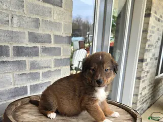 Collie dogs Collie Puppy 4 - Ad 5