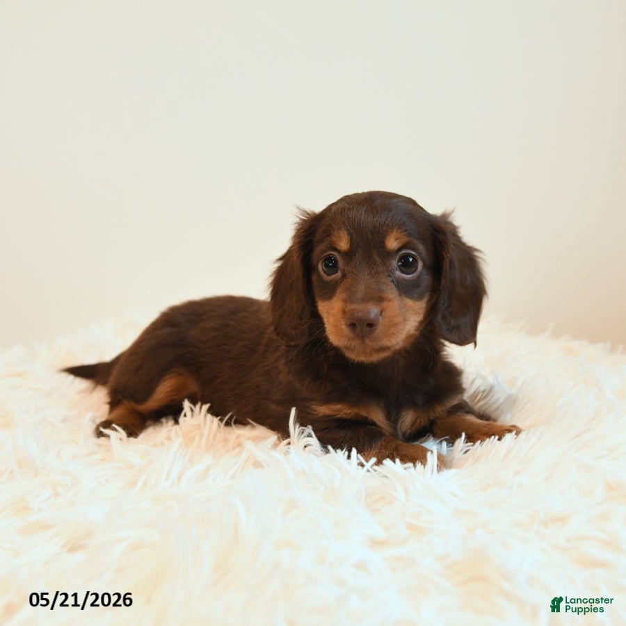 Miniature Dachshund dogs for sale: Limbo - Ad 2