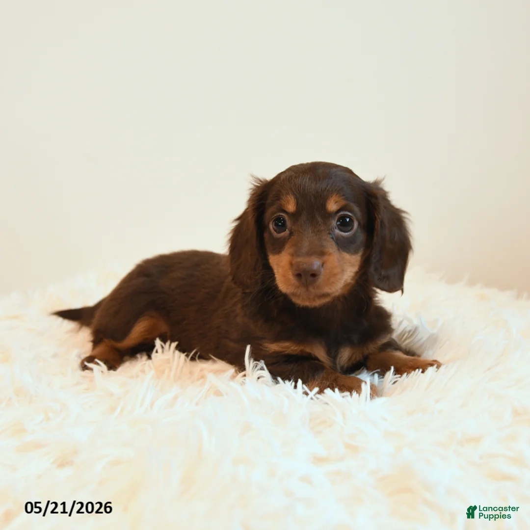 Miniature Dachshund dogs for sale: Limbo - Ad 1