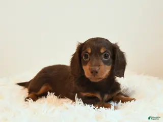 Miniature Dachshund dogs for sale: Limbo - Ad 2
