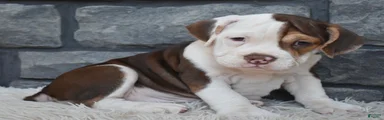 Tilly