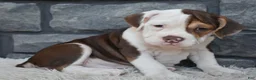 Beabull dogs for sale: Tilly - Ad 1