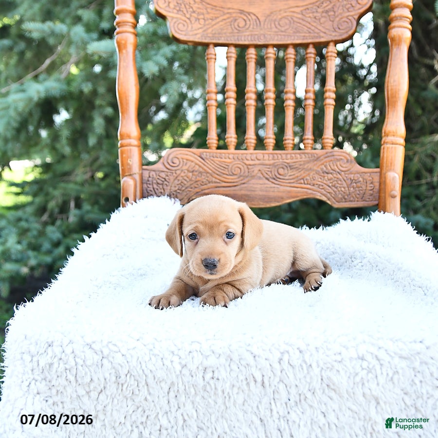 Miniature Dachshund dogs Kylie - Ad 2