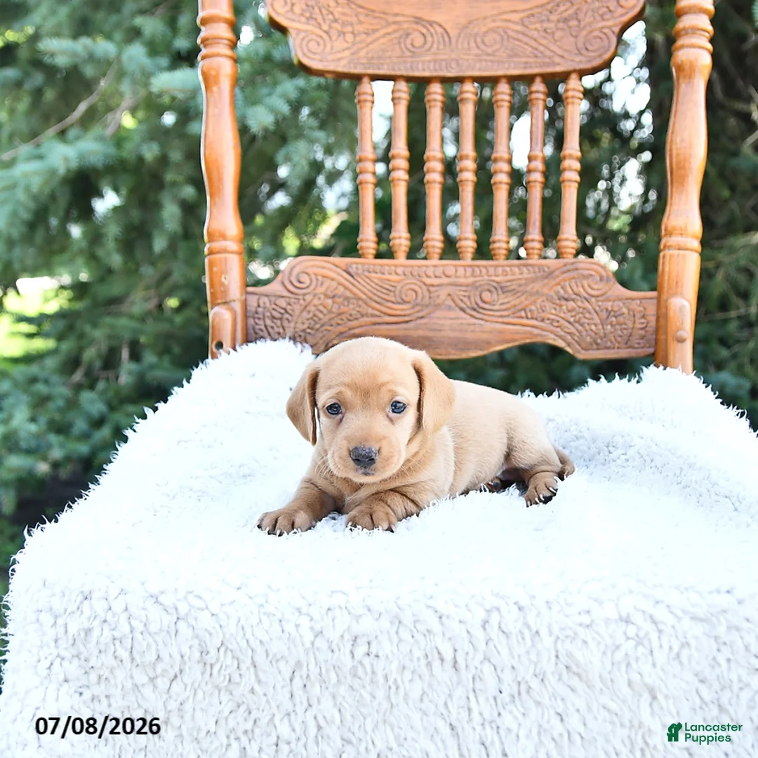 Miniature Dachshund dogs for sale: Kylie - Ad 2