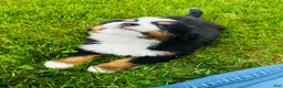 Bernese Mountain Dog dogs for sale: Montgomery - Ad 10