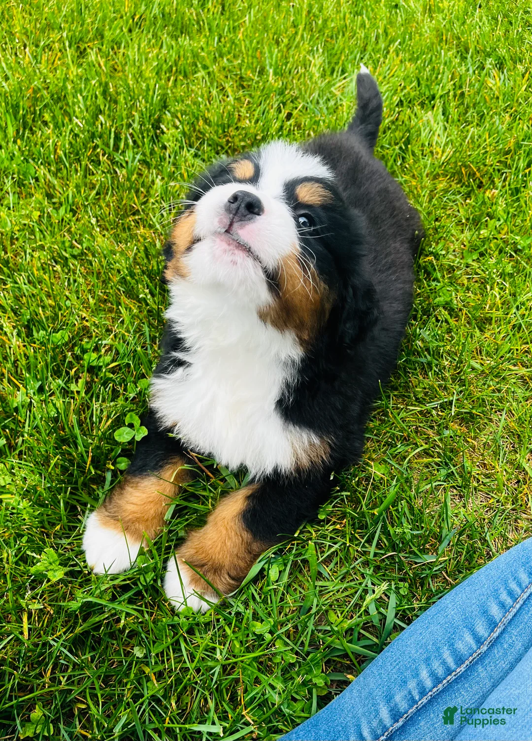 Bernese Mountain Dog dogs for sale: Montgomery - Ad 10