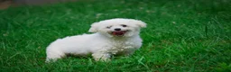 Bichpoo dogs for sale: Stella  - Ad 10