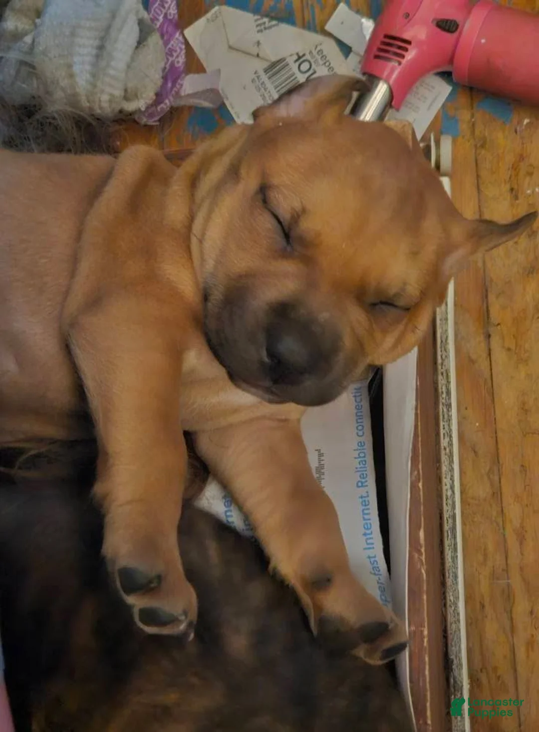 Gallery Image {{count}}