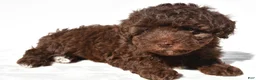 Miniature Poodle dogs for sale: Sasha - Ad 7