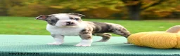 Boston Terrier dogs for sale: Ned - Ad 3