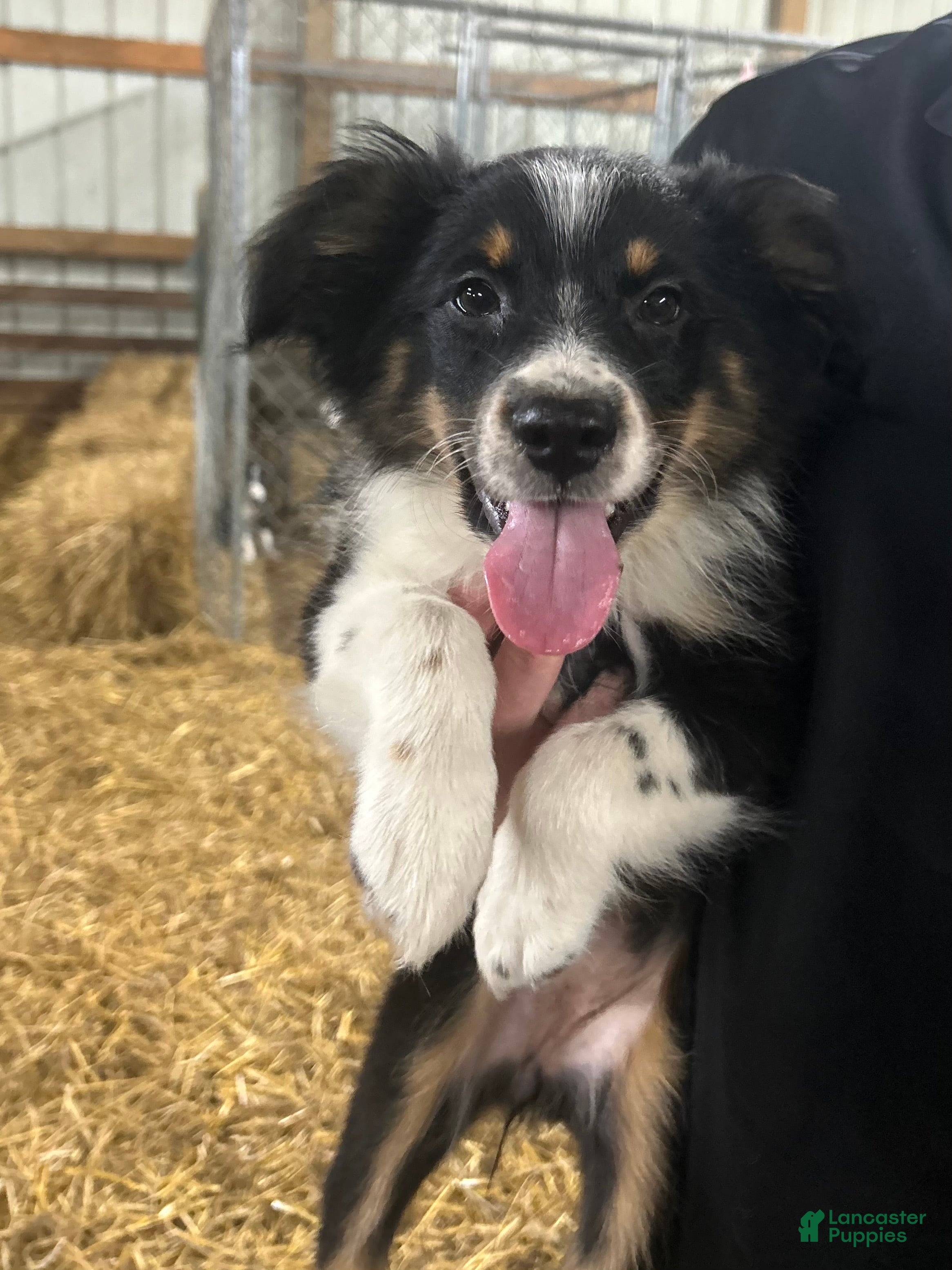 Australian Shepherd dogs Australian Shepherd 14 - Ad 21