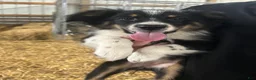 Australian Shepherd dogs for sale: Australian Shepherd 14 - Ad 1