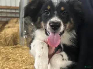 Australian Shepherd dogs Australian Shepherd 14 - Ad 39