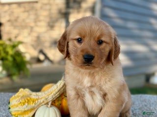 Golden Retriever dogs - Ad 7