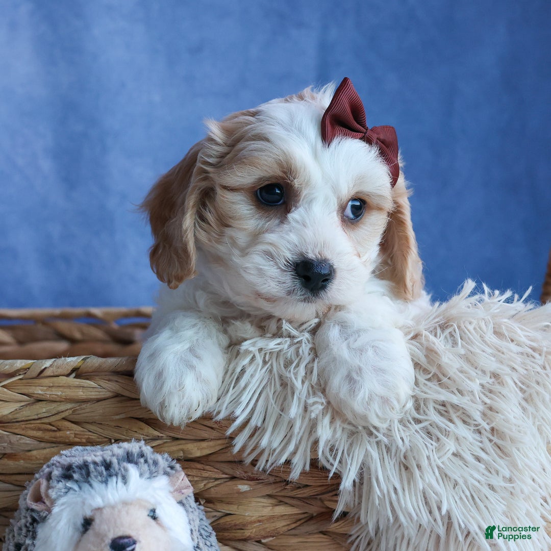 Cavachon dogs for sale: LONNIE - Ad 14
