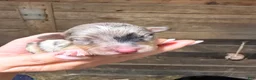 Australian Shepherd dogs for sale: Australian Shepherd 3 - Ad 3