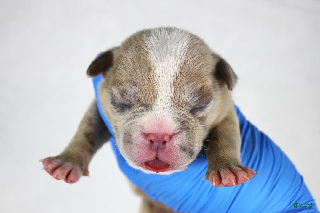 American Bully dogs for sale: Fawn Merle Female 2 - Ad 1