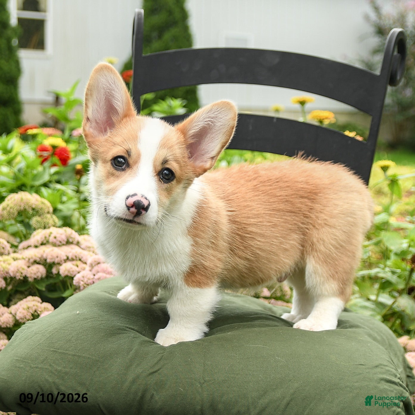 Welsh Corgi Pembroke dogs Kerrick - Ad 2
