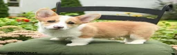 Welsh Corgi Pembroke dogs for sale: Kerrick - Ad 2