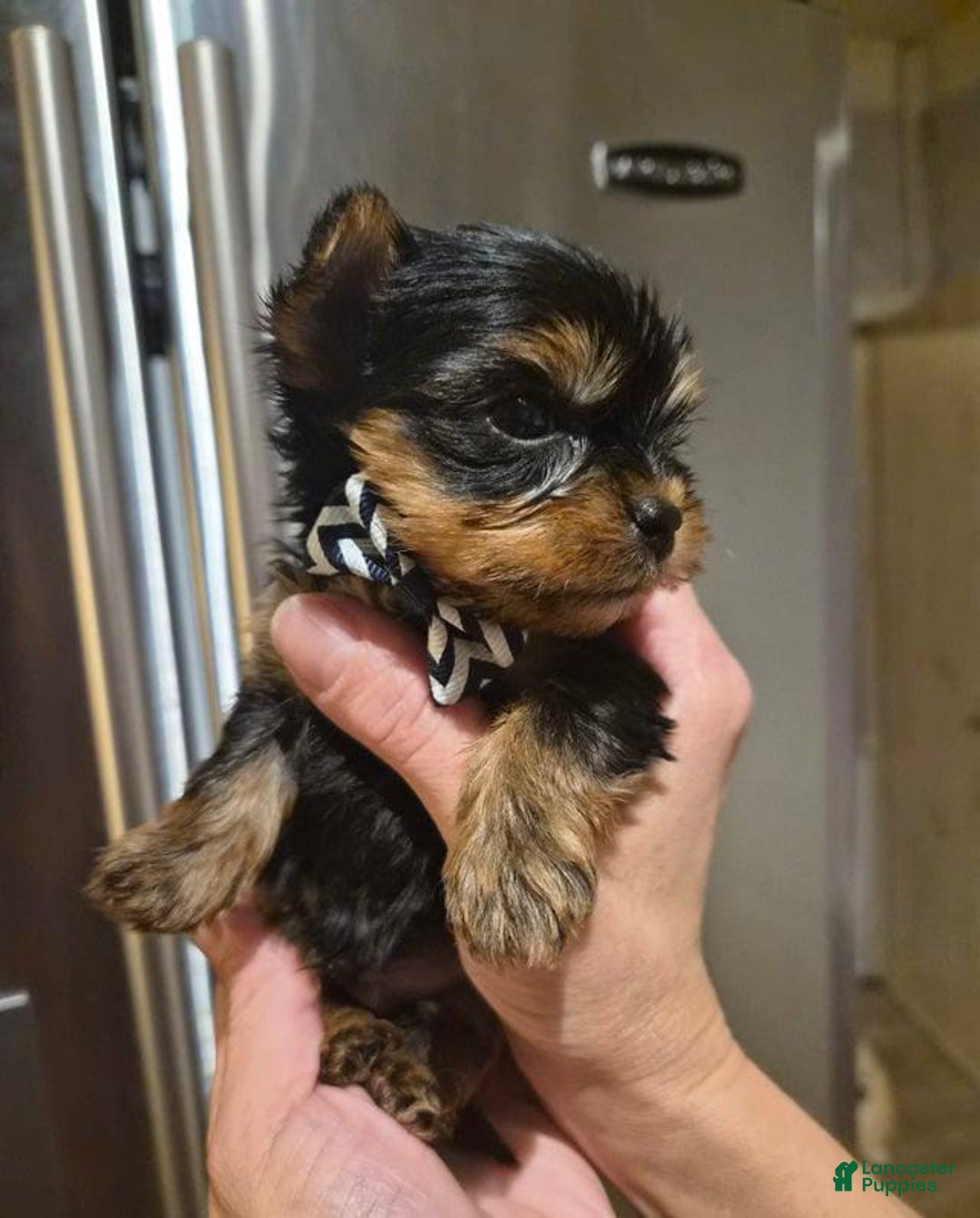 Yorkshire Terrier dogs for sale: Oliver - Ad 2