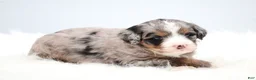 Mini Bernedoodle dogs for sale: Fern  - Ad 18