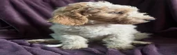 Goldendoodle dogs for sale: Rosie - Ad 3