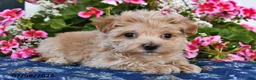 Maltipoo dogs for sale: Shelby - Ad 4